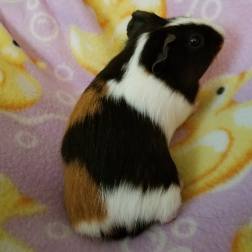 guineapigstolove:Chloe