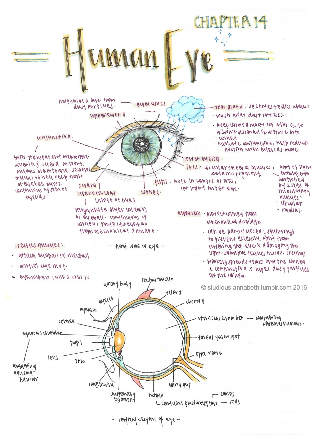 💫 : Sep 17, 2016 | Biology - The Human Eye (Chapter...