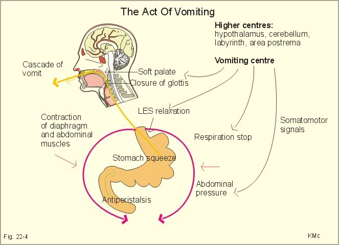 the-feeling-of-nausea-and-an-array-of-sympathetic-nervous-system-neuroanatomy