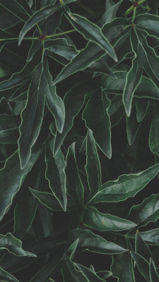 Unduh 55 Background Tumblr Leaf Terbaik