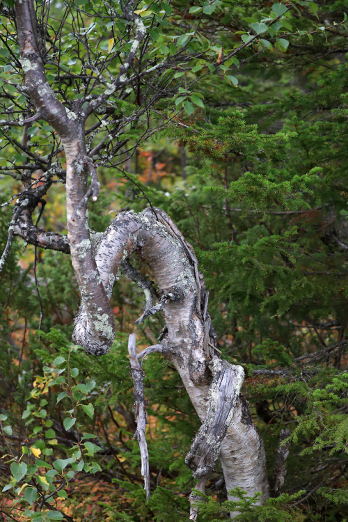 michaelnordeman:Jämtland, Sweden.