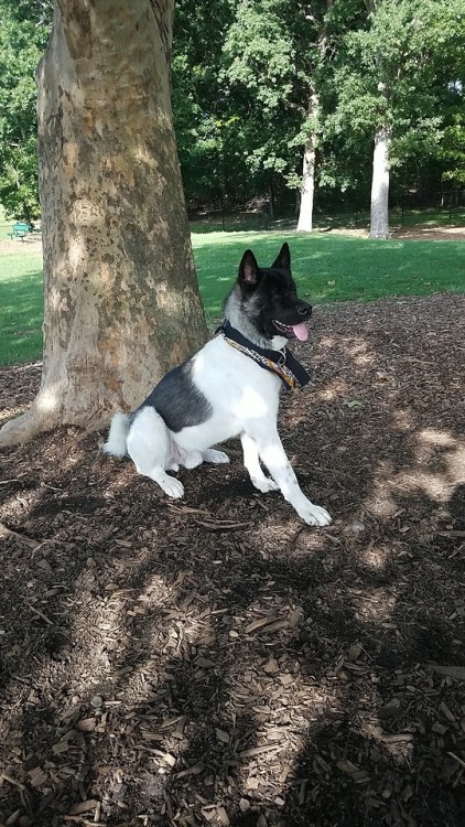 handsomedogs:Charlie boy