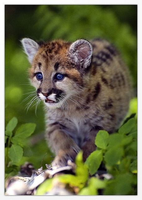 cuteanimalsgifspics