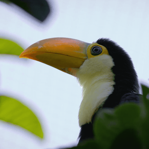 cute toucan