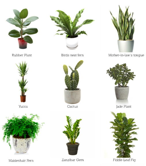 تَعلَّم | 배워 | Study | أسماء النباتات المنزلية | 🌿 - 1 :- Rubber Plant ...