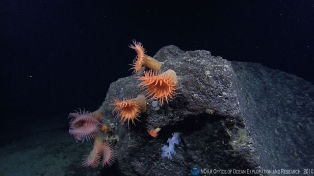 Let's do Some Zoology! - Venus flytrap sea anemone (Actinoscyphia...