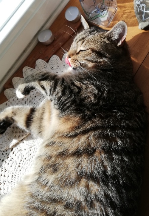 catsuggest:Kitty suggest: licc nose and slep in sun for maximum...