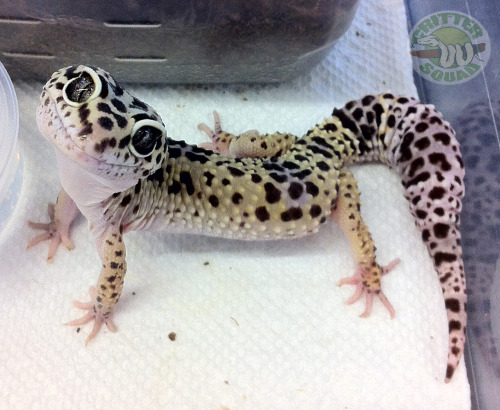 The Critter Squad - Here’s a Leopard Gecko smile to brighten up your...