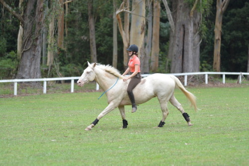 Cremello Quarter Horse Tumblr