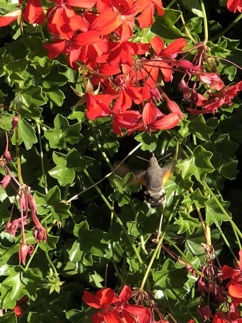 hummingbird moth captured with the iphoneX