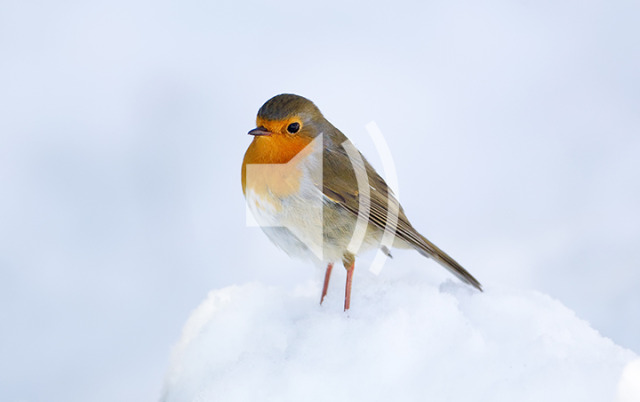 Waterside Watch — The rockin’ robin Robins are the most iconic sight...