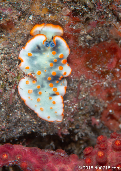 ハナオトメウミウシDermatobranchus ornatus (Bergh, 1874)