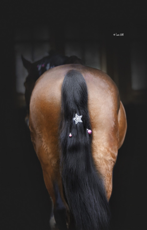 lainphotography:Christmas Horsies