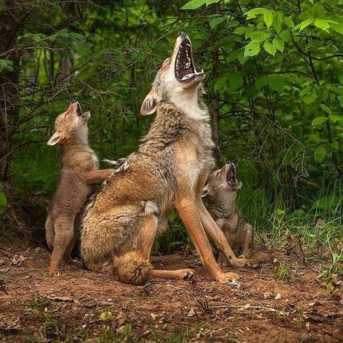 angel-kiyoss:First howling lesson for coyote pups 