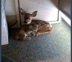 fawn and bobcat found sitting together under a desk after a forest fire Source: http://bit.ly/33vgtBV