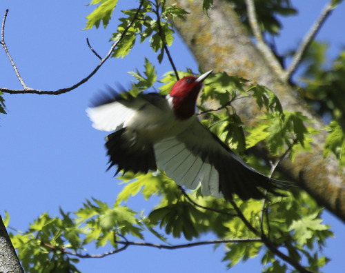 wild-places-feathers-are-made-of-keratin-like-our-fingernails