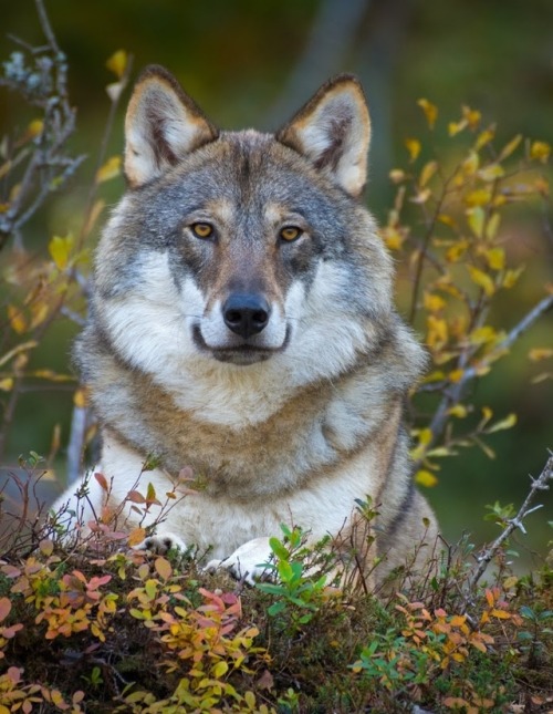 Wolf by © Anngunn Dårflot