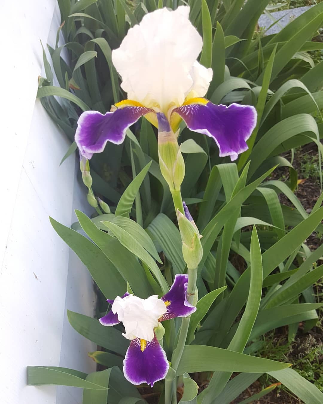 Images of Life, My Irises are blooming! I’m so happy! They didn’t...