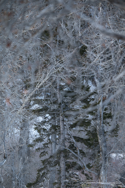 riverwindphotography:Through a Forest...