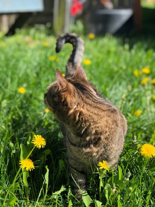 mostlycatsmostly:sweet Miss Dexter enjoying the sun(submitted...