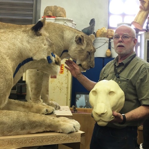 Tim Bovard, the museum taxidermist at NHM LA and my mentor, has...