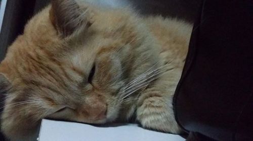 petsluver