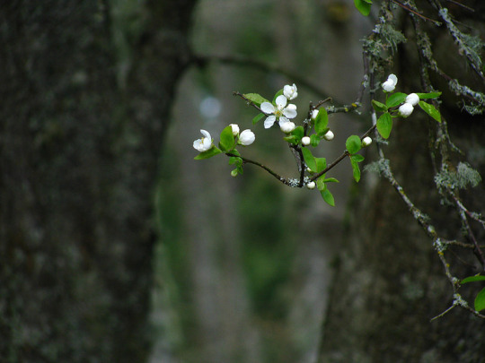 Cherry Plum Flowers in the Woods