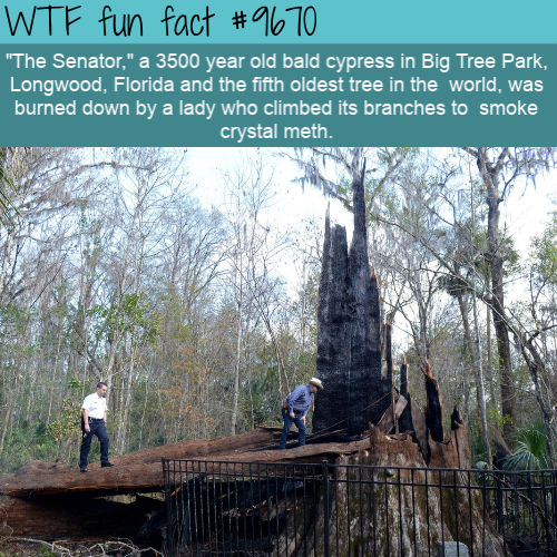 “The Senator,” a 3500 year old bald cypress in Big Tree Park, Longwood, Florida and the fifth oldest tree in the  world, was burned down by a lady who climbed its branches to  smoke crystal meth.