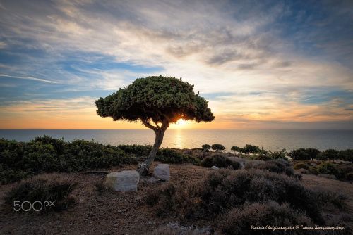 euph0r14:landscape | A lonely tree watching the sunset | by...