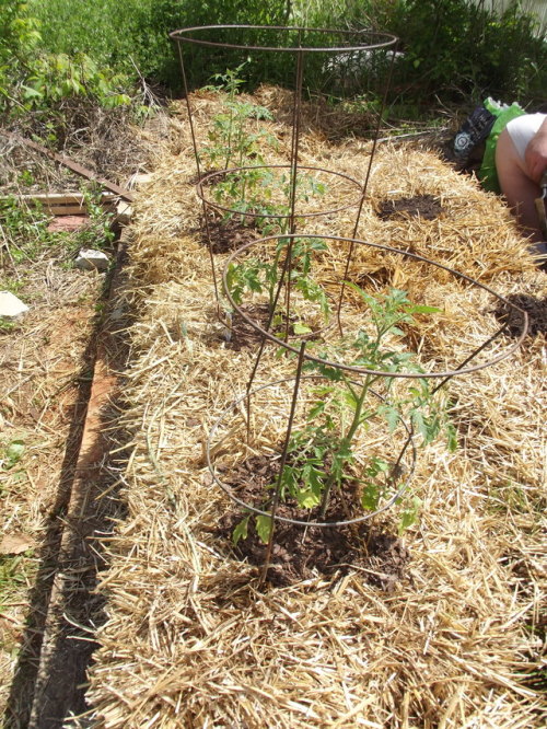 Straw Bale Gardening Tumblr