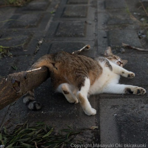 okirakuoki:しっぽが引っかかったので遅れます。#cat...