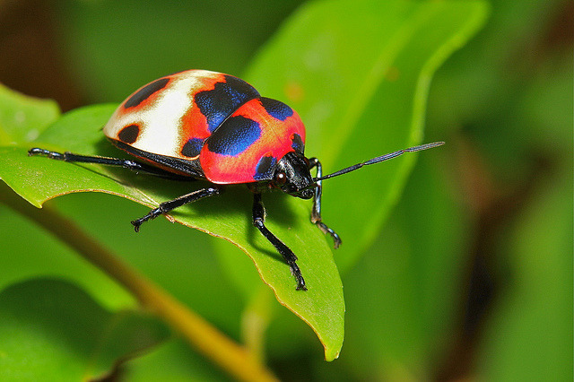 SINOBUG, Camellia Shield Bug/Tea Seed Bug (Poecilocoris...