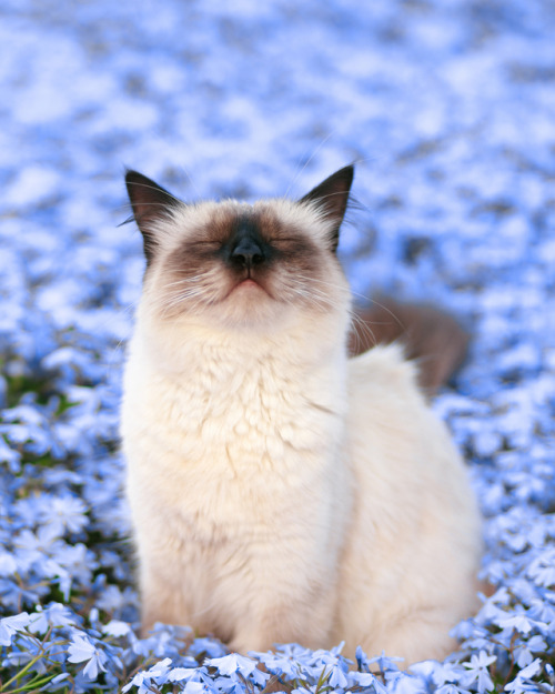 earthandanimals:Bloom by Alina Shevelina