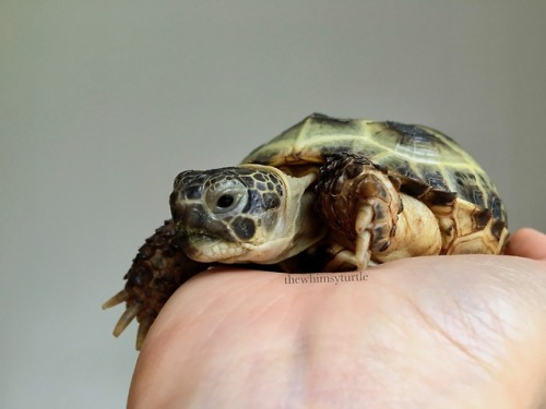 Sunday snuggles with Mom!  It may look like Mom’s hand is still...