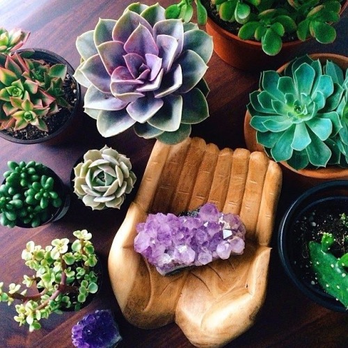 underthebogart:Green + Purple + Succulent + Crystal + Witchy...