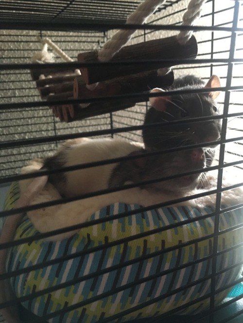 nicoleships:look at my rats actually using a tiny bed this...