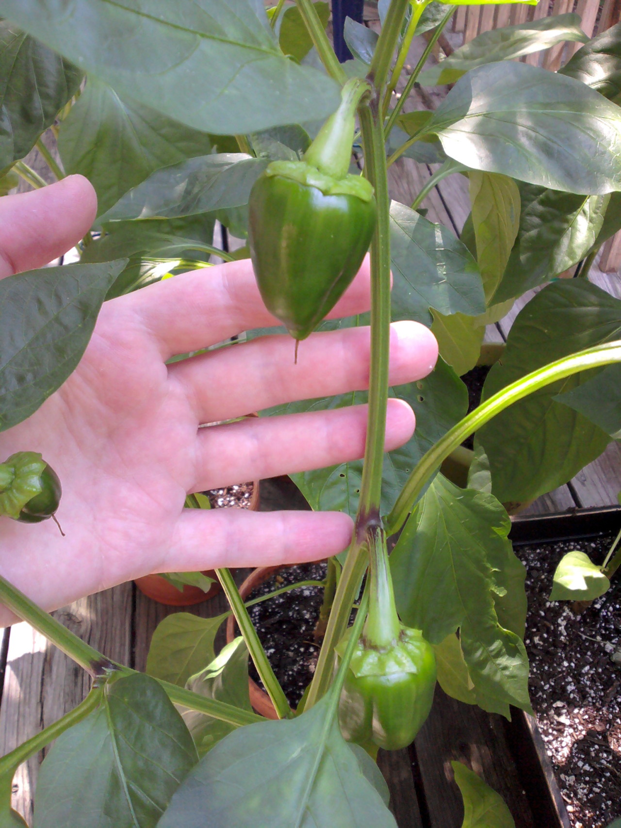 three tiny green bell peppers with a human hand for size comparison