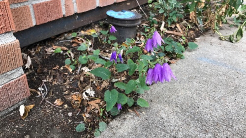 creeping bellflower Tumblr