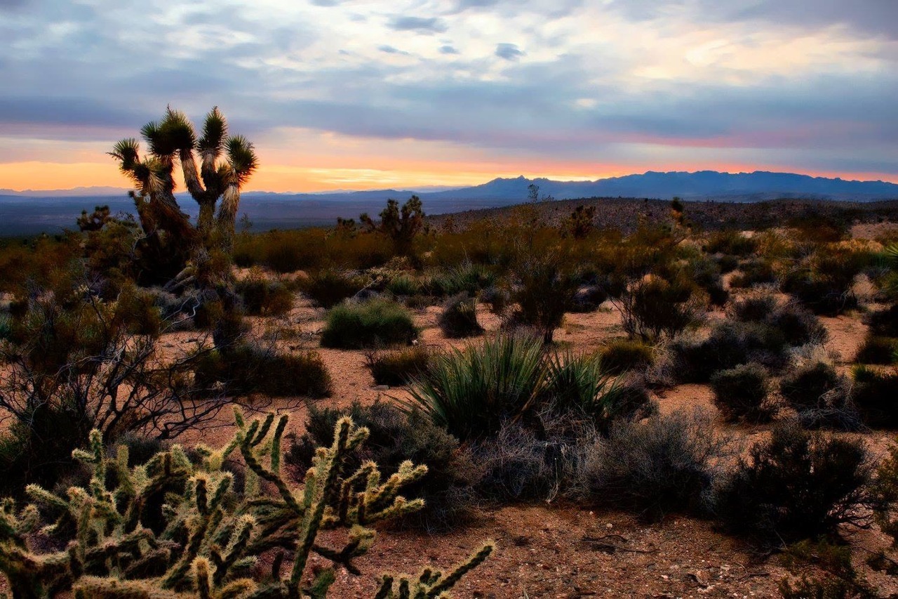 Mostly the Mojave — Beaver Dam Mountains Wilderness, Arizona...