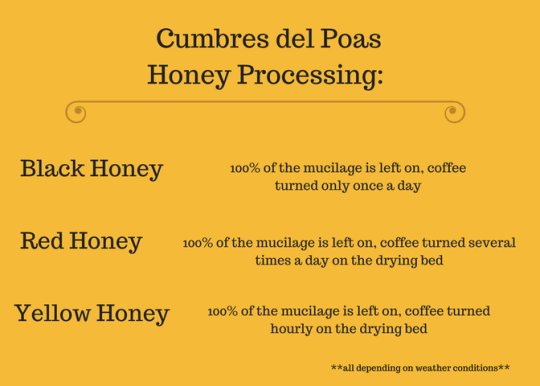 Types of honey processed specialty coffee from Cumbres del Poas in Costa Rica