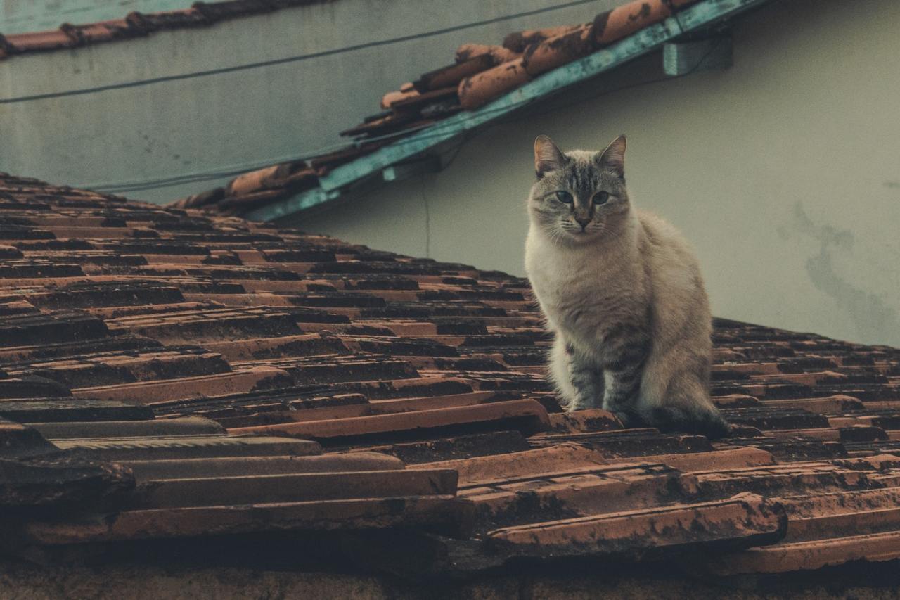 Спустившись с кровли кот сказал. Домик с разновысотными скатами крыши. Мансарда для кошек. Девушка крыша коты.