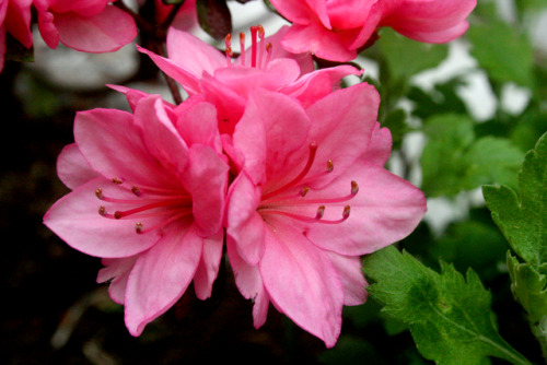 twilightsolo-photography:Azalea Flowers From the...