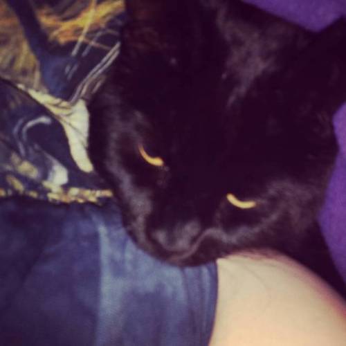 Bedtime cuddles! #blackcatsofig #catsofinstagram