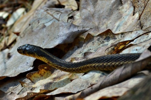 snakes garter snake normal-horoscopes cool stuff