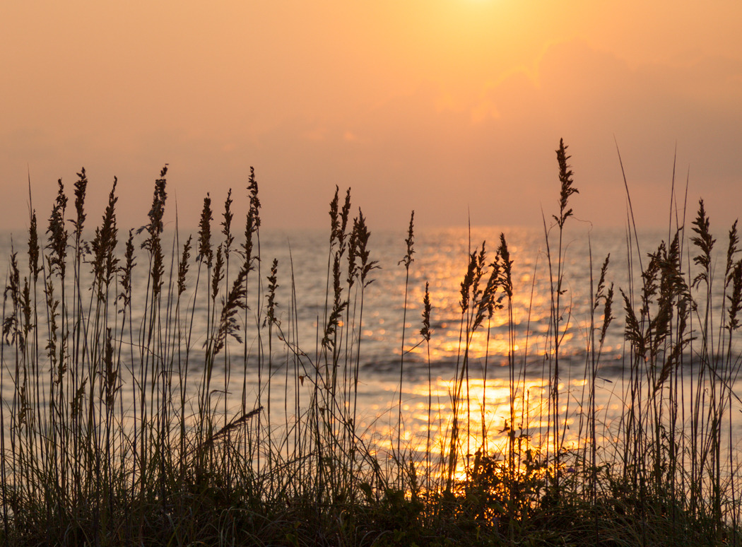 Sea Oats, Sunrise at Folly Beach, SC Â© Doug Hickok