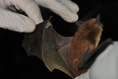 Myotis sodalis - The endangered Indiana bat