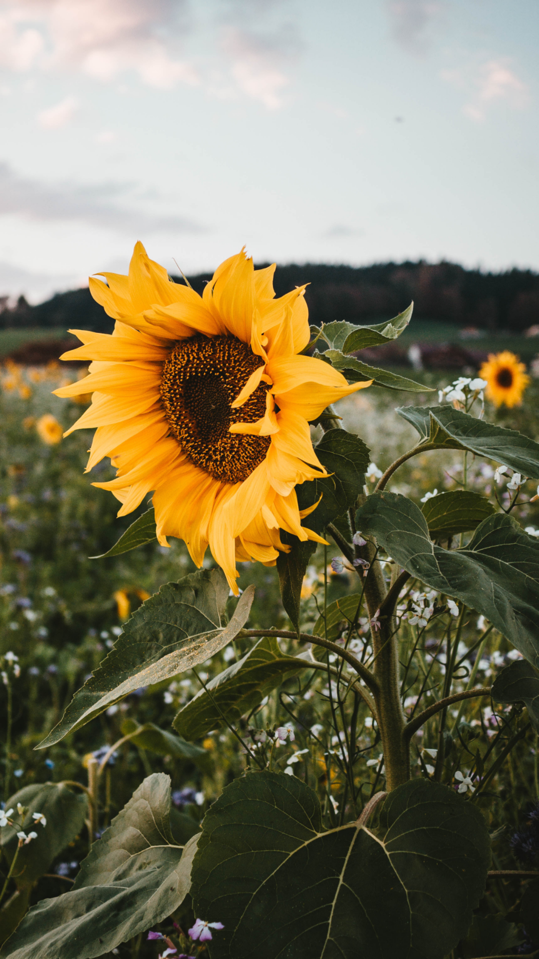 sunflower on Tumblr