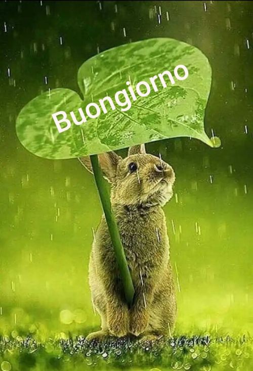 Immagini Del Buongiorno Aforismi Frasi E Cartoline Del Solo Immagini