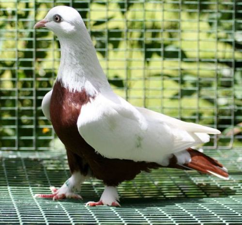 pigeonaday:Pigeon 692