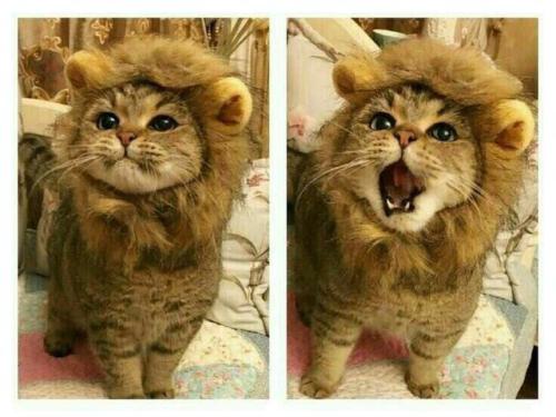 awwww-cute:I am lion, hear me roar (Source:...